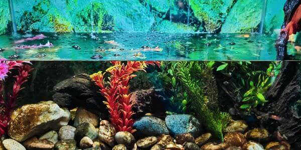 Aquarium mit Korallen und bunten Fischen – Aquarium-Umzug Gießen