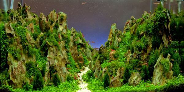 Aquarium mit Felslandschaft und Pflanzen – Umzug mit Aquarium in Gießen
