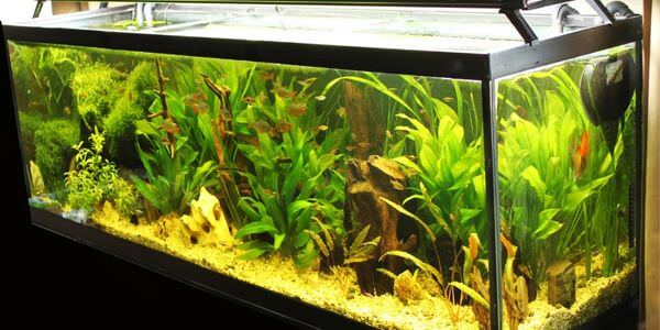 Aquarium-Umzug Gießen: Längliches Aquarium mit grünen Wasserpflanzen