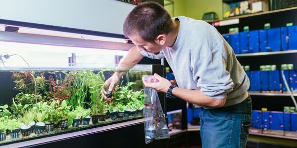 Mann versorgt Aquarienpflanzen vor einem Aquarienregal – Umzug mit Aquarium in Gießen